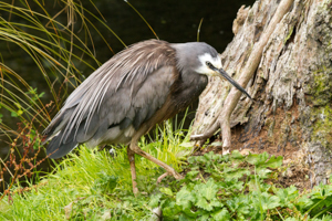 willowbank wildlife reserve